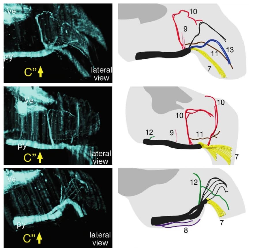 Three rows, one per mouse. On the left, microscope images of cyan-stained axon bundles. On the right, matching color-coded diagrams of the nerve branches, which run differently in each mouse.