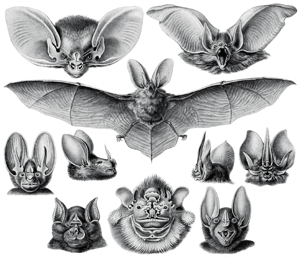 Ernst Haeckel's 1904 plate of bats: a long-eared bat, a bat with its mouth open and a bat with its wings spread wide, above seven close-up bat faces that differ in ear and nose shape.