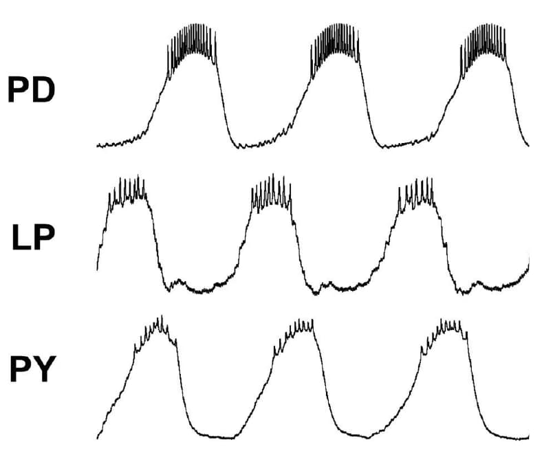 Voltage traces from three neurons of a lobster ganglion, labeled PD, LP and PY. Each fires in bursts, one after another, in a repeating rhythm.
